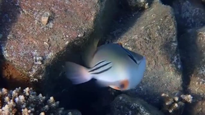 异国珊瑚鱼-毕加索触发鱼，栖息于珊瑚礁