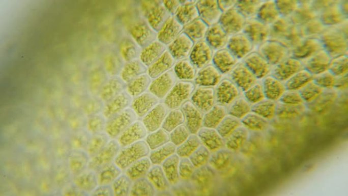 显微镜下的叶绿体。植物细胞中的叶绿体。叶片表面的细胞结构图，在显微镜下显示植物细胞。显微镜下的绿色植