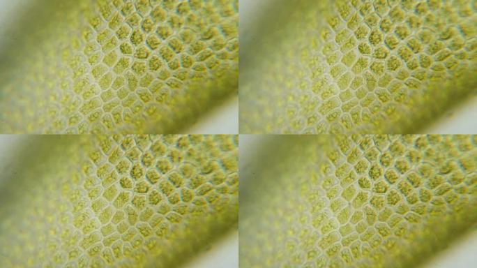 显微镜下的叶绿体。植物细胞中的叶绿体。叶片表面的细胞结构图，在显微镜下显示植物细胞。显微镜下的绿色植