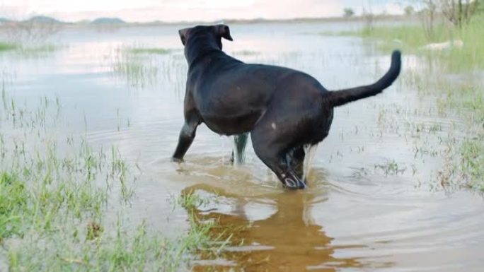 夏天，黑狗留在湖水中。4k慢动作。