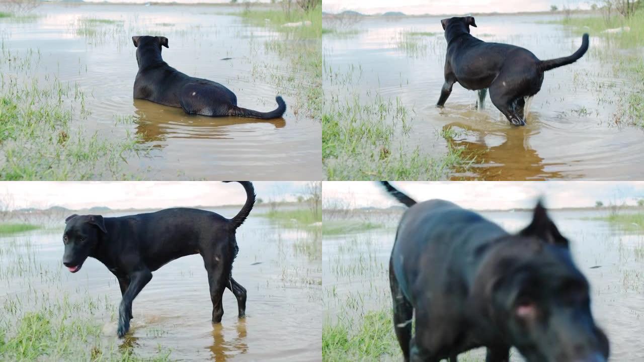 夏天，黑狗留在湖水中。4k慢动作。