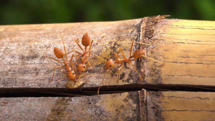 红火蚂蚁宏红蚂蚁特写一群红蚂蚁视频素材