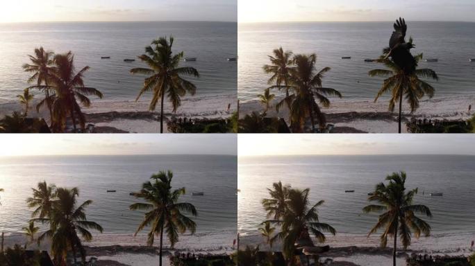 天堂海滩度假村，配有棕榈树和海滨酒店，桑给巴尔，鸟瞰图
