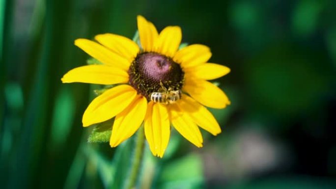 在阳光明媚的夏日里，小努力工作的蜜蜂在花园里采集黄色红花花粉的慢动作微距拍摄。