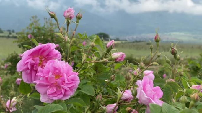 近距离拍摄的大马士革油玫瑰盛开在玫瑰田-工业玫瑰种植在保加利亚的玫瑰油生产