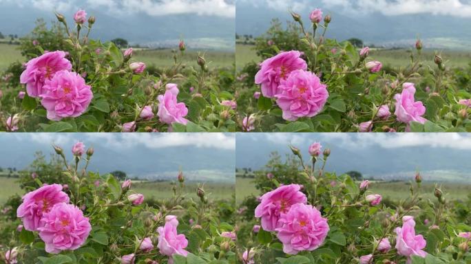 近距离拍摄的大马士革油玫瑰盛开在玫瑰田-工业玫瑰种植在保加利亚的玫瑰油生产