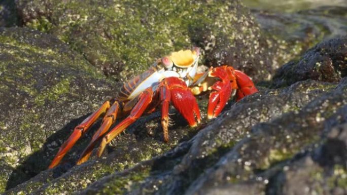 加拉帕戈斯群岛上的莎莉·莱特富特蟹在岩石上进食。又名Graspus Graspus和Red Rock