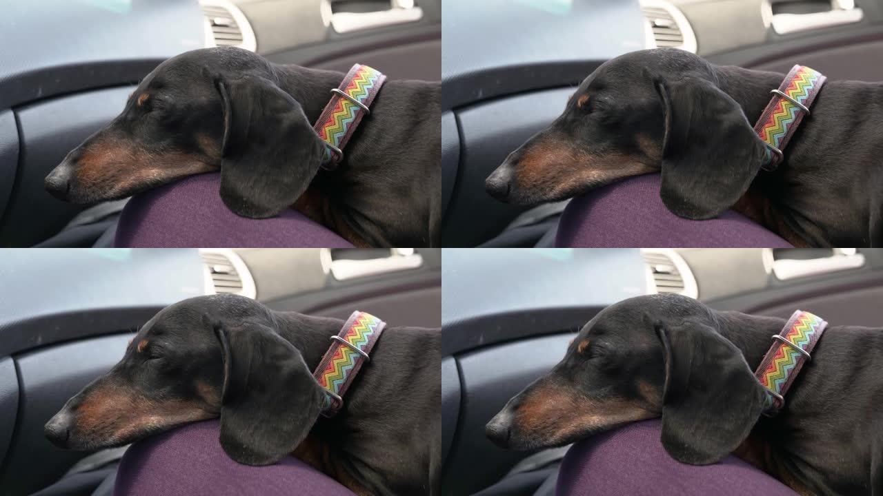 听话的疲惫的腊肠狗从容地忍受开车旅行，所以它在乘客座位上安静地睡在主人的腿上，特写镜头。带宠物的公路
