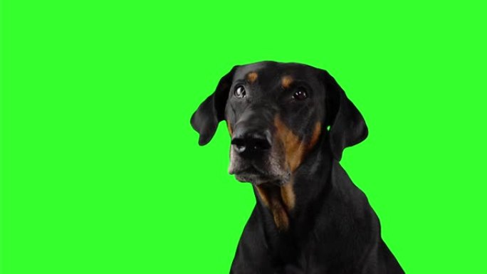 黑色纯种狗的肖像看着相机并在绿色屏幕背景上吠叫