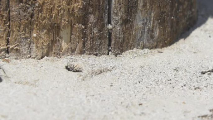 蚂蚁从洞中转移卵的宏观特写