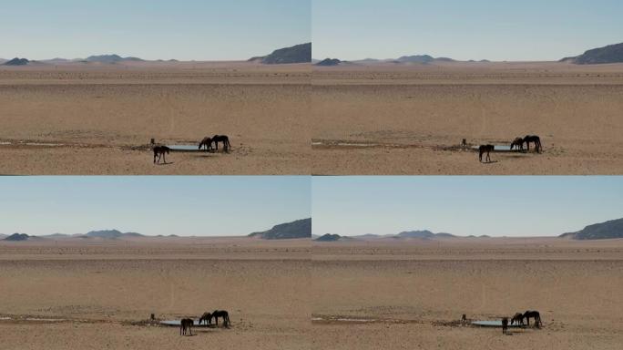 三匹野马在一个人造水坑喝水
