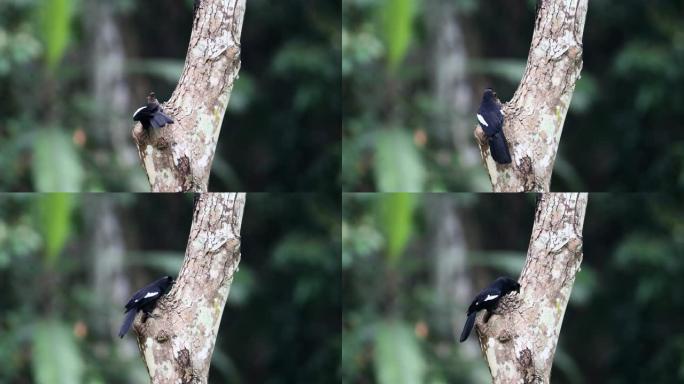 喜鹊:成年马来亚黑喜鹊(Platysmurus leucopterus)