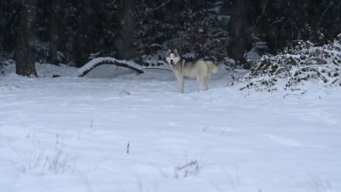 快乐的哈士奇在森林附近的白雪皑皑的草地上奔跑，与狗一起冬季散步，宠物慢动作。