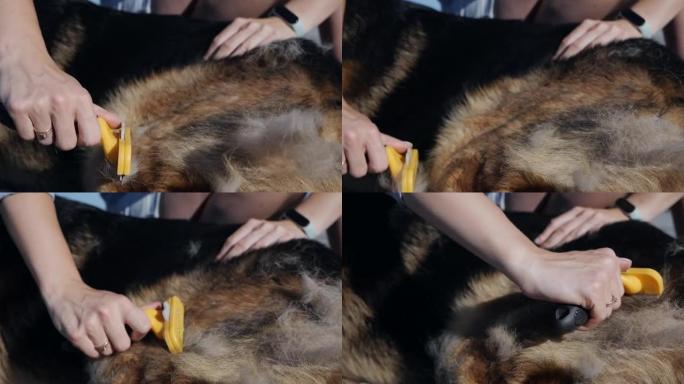 女性的手正在用梳子梳理狗。宠物的季节性蜕皮和主人去除多余的底涂层