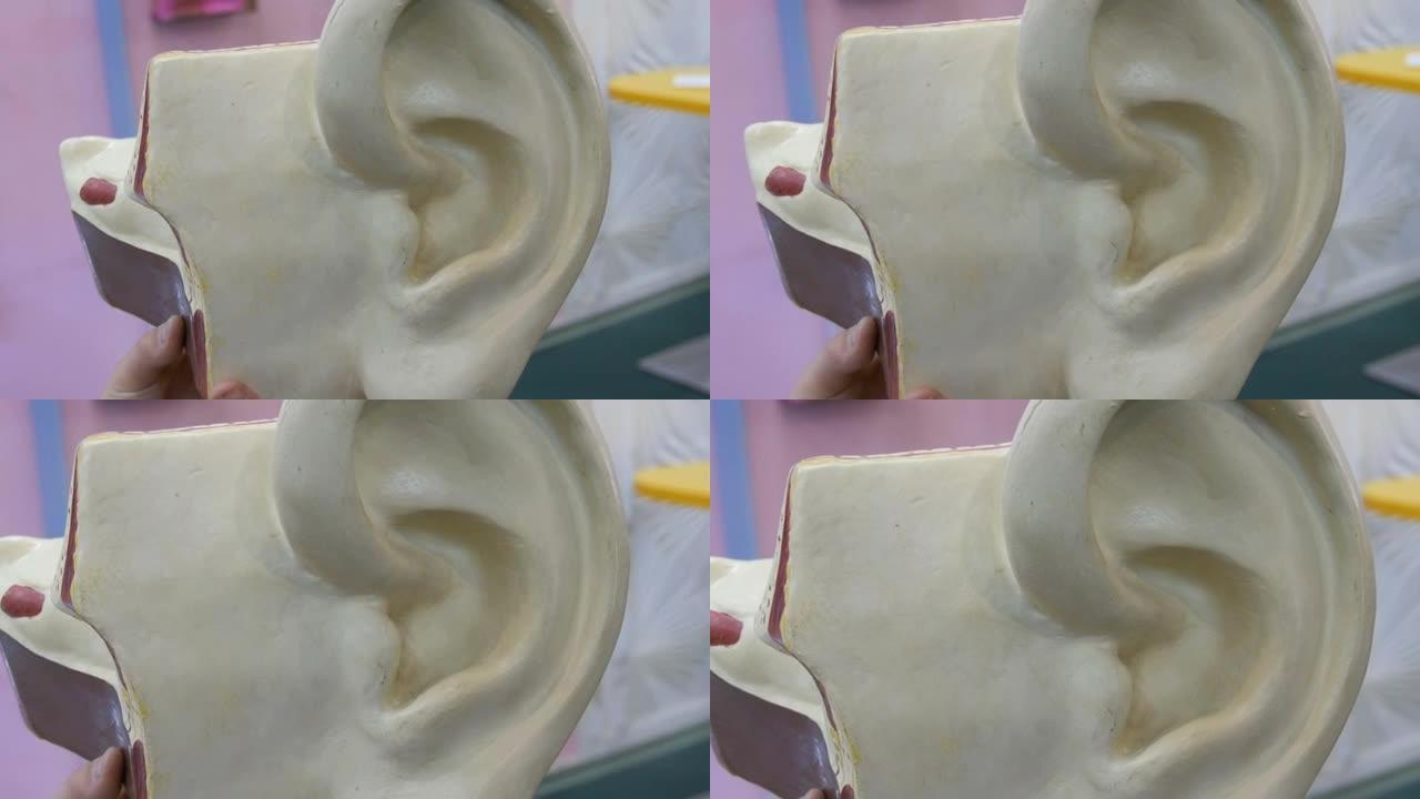 人耳解剖结构的玩具模型。人体听觉器官的人工模型