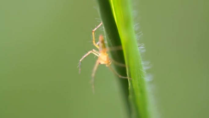 跳跃蜘蛛的特写昆虫野生动物生物