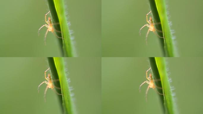 跳跃蜘蛛的特写昆虫野生动物生物