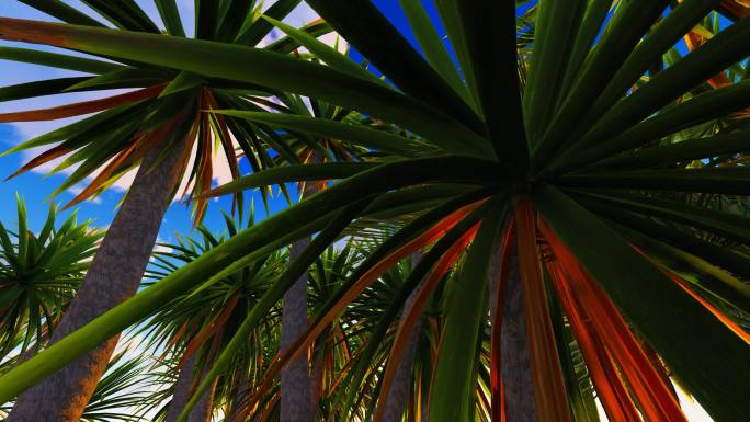 海边海水太阳蓝天沙滩风景马尔代夫棕榈树