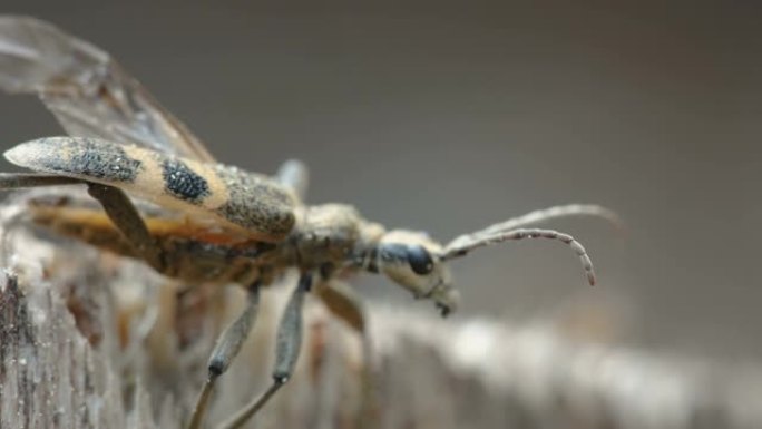 爱沙尼亚黑斑甲虫的近距离观察