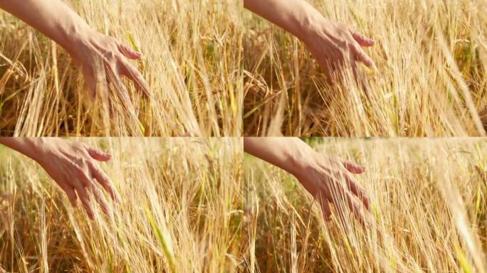 农夫的手碰到田地上的大麦耳朵。谷物的收获。慢动作。