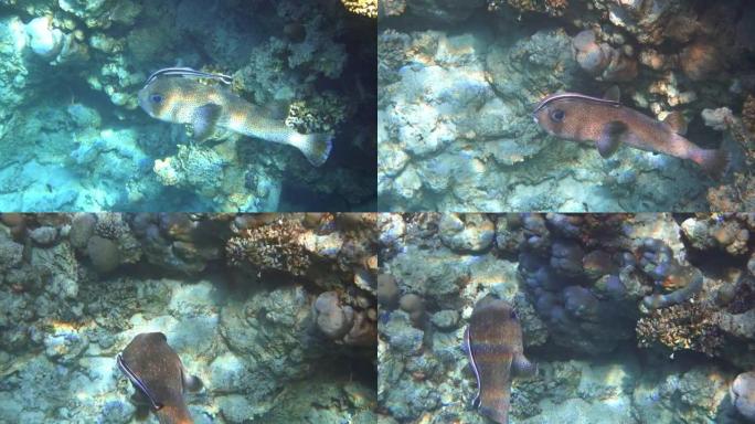 黑斑斑马鱼-Diodon hystrix，红海，4k视频剪辑