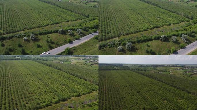 乡村道路的鸟瞰图。沿路的稻田景观。公路通过耕地，农村。