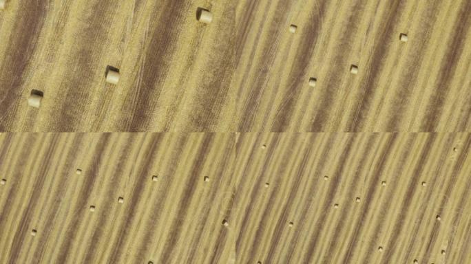 空中无人机4k镜头，在美丽的风景背景下，夏天是一个带有圆柱形干草堆的大型小麦田。