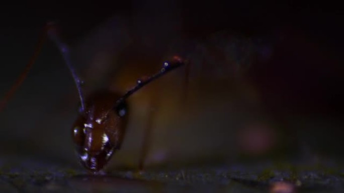 一只蚂蚁近距离吃糖