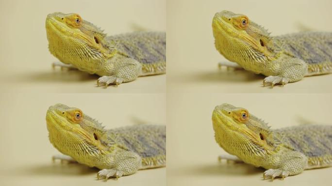 蜥蜴胡须的agama或Pogona vitticeps在工作室的米色背景下隔离。可触摸动物园里的鳞龙