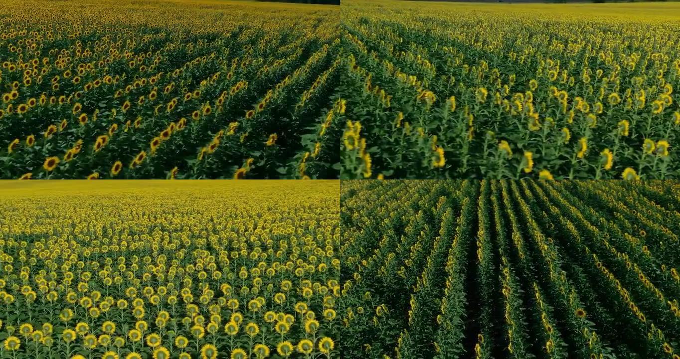 直升机的飞行，田野里有很多盛开的向日葵。金花成排地立在一望无际的田野里。摄像机的圆周运动。4k，普洛