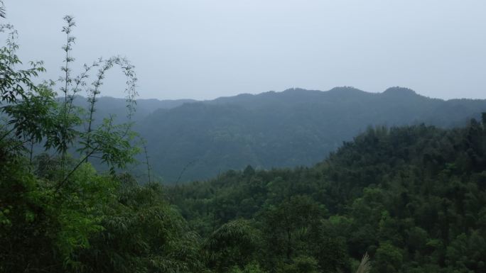 蜀南竹海 竹花竹鞭 眺望远山