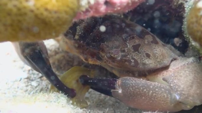 吃它的小蟹藏在珊瑚岩下面。在海底浮潜。