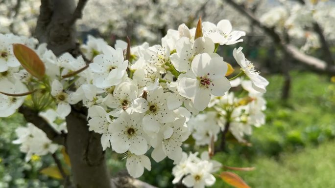 苏州树山梨花节