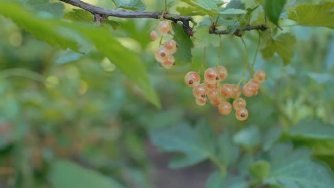 花园里生长的白醋栗树枝。成熟的浆果在风中摇曳