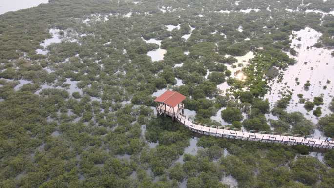 北海红树林