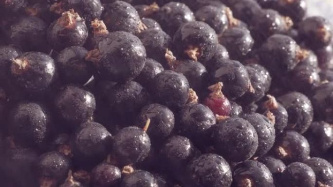成熟的黑醋栗浆果。人类不可替代的抗坏血酸来源。