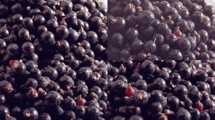 成熟的黑醋栗浆果。人类不可替代的抗坏血酸来源。