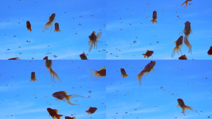 金鱼在蓝天下优雅地游动