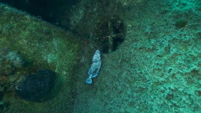 死去的昏昏欲睡的石斑鱼挂在沉船瑞典渡轮Zenobia女士的钓具上。沉船潜水。幽灵渔具问题-任何被遗弃
