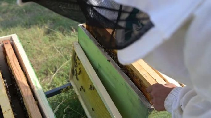 可持续有机养蜂 -- 女人和蜜蜂