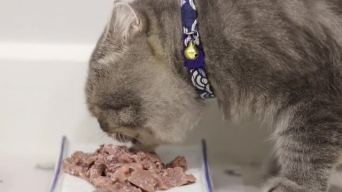 关闭懒惰的苏格兰猫在家吃食物