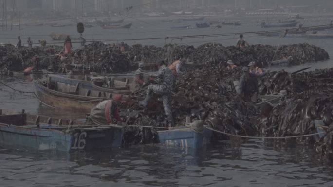 海边海产品海带菜加工厂渔民出海