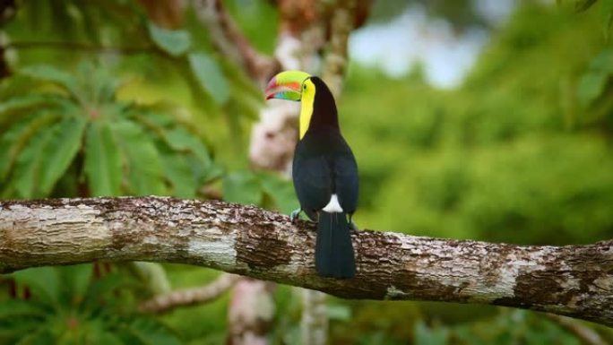 龙骨嘴巨嘴鸟-Ramphastos sulphatus也称为硫胸巨嘴鸟或彩虹嘴巨嘴鸟，巨嘴鸟家族成员