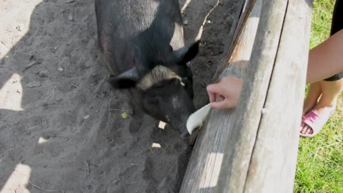 黑色家猪，用户外围栏从一个男人的手中拿走食物