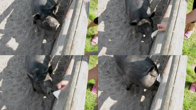 黑色家猪，用户外围栏从一个男人的手中拿走食物