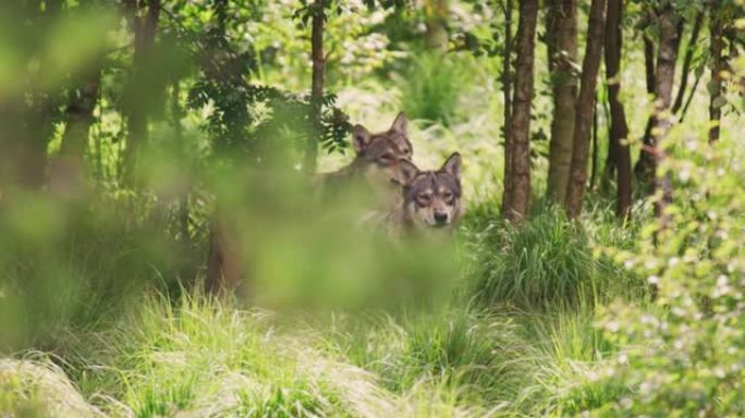 灰狼群在茂密的森林里照顾猎物