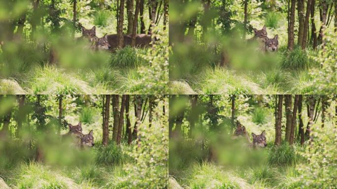 灰狼群在茂密的森林里照顾猎物