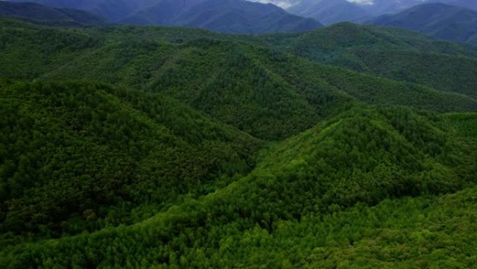 巨大的松树森林林场大山森林航拍