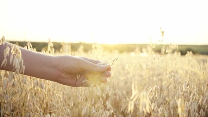 燕麦场。燕麦收获概念。有机农业。阳光背景下的天然燕麦。农夫走过田野，在阳光的映衬下，用手摸着燕麦的耳