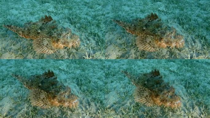 蝎子鱼躺在沙底，上面覆盖着绿色的海草。大胡子鲉 (Scorpaenopsis barbata)。摄像